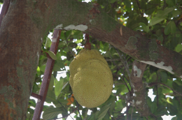 Fruit de jacquier, Artocarpus heterophyllus, île de la Réunion